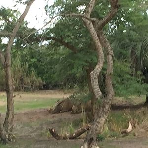 Wild Africa Trek- Savannah East