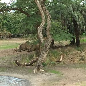Wild Africa Trek- Savanna East