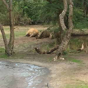 Wild Africa Trek- Savanna East