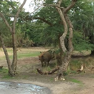 Wild Africa Trek- Savannah East