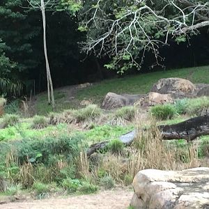 Wild Africa Trek- Cheetah