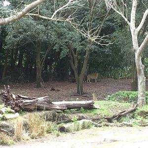 Wild Africa Trek- Cheetah