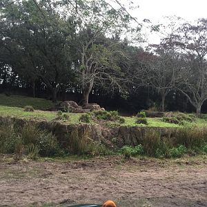 Wild Africa Trek- Cheetah