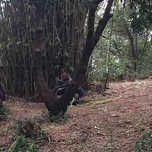 Pangani Forest- Gorilla