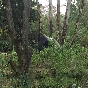 Pangani Forest- Gorilla