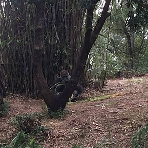 Pangani Forest- Gorilla
