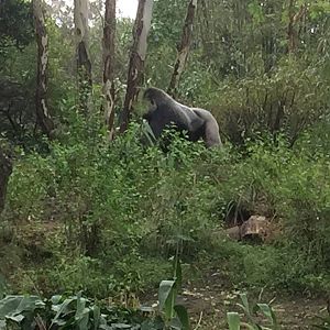 Pangani Forest- Gorilla