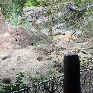 Pangani Forest- Meerkat