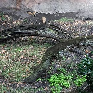 Pangani Forest- Meerkat