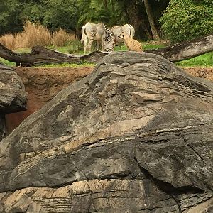 Pangani Forest- Meerkat/Grevy's Zebra