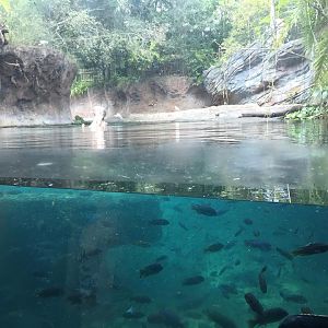 Pangani Forest- Nile Hippopotamus