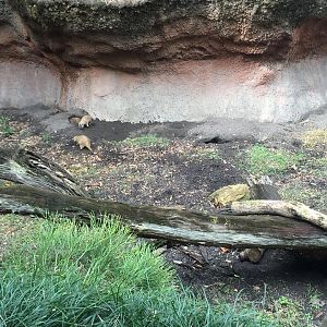 Pangani Forest- Meerkat