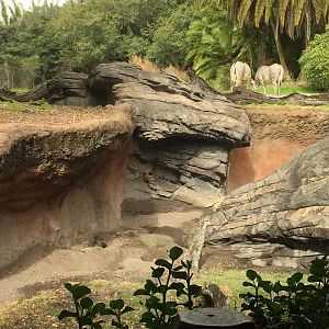 Pangani Forest- Meerkat