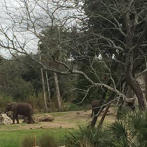Wild African Trek- African Elephant