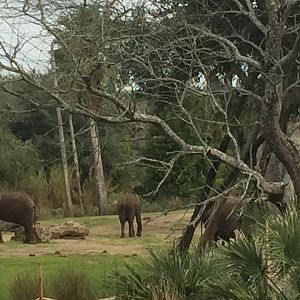 Wild Africa Trek- African Elephant