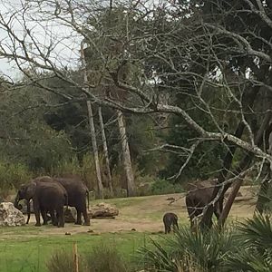Wild Africa Trek- African Elephant