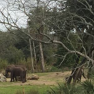 Wild Africa Trek- African Elephant