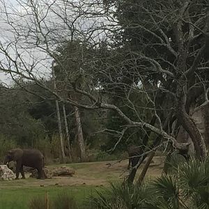 Wild Africa Trek- African Elephant