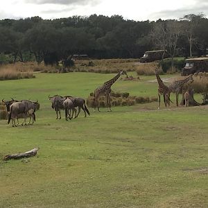 Wild Africa Trek- Savannah West