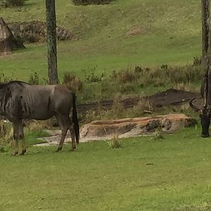 Wild Africa Trek- Savannah West