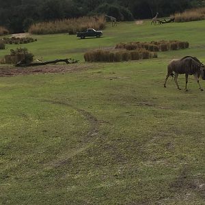 Wild Africa Trek- Savannah West