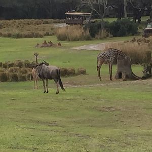 Wild Africa Trek- Savannah West