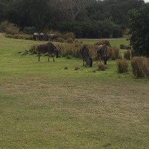 Wild Africa Trek- Savannah West
