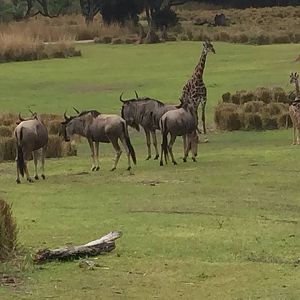 Wild Africa Trek- Savannah West