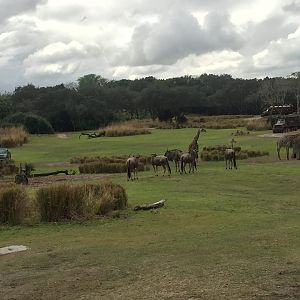 Wild Africa Trek- Savannah West