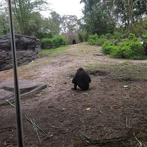 Pangani Forest- Gorilla