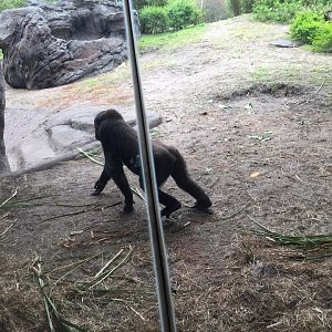 Pangani Forest- Gorilla