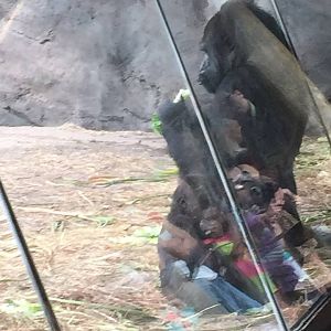 Pangani Forest- Gorilla