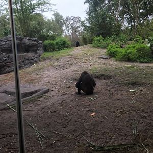 Pangani Forest- Gorilla