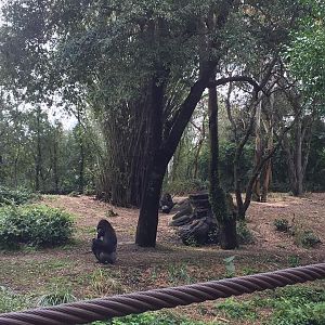 Pangani Forest- Gorilla