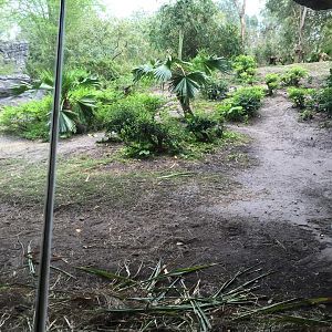 Pangani Forest- Gorilla