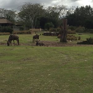 Wild Africa Trek- Savannah West