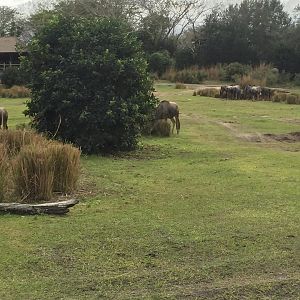 Wild Africa Trek- Savannah West
