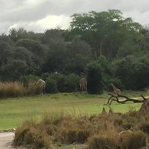 Wild Africa Trek- Savannah West