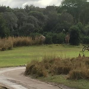 Wild Africa Trek- Savannah West
