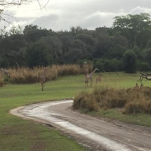 Wild Africa Trek- Savannah West