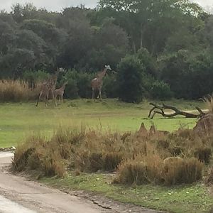 Wild Africa Trek- Savannah West