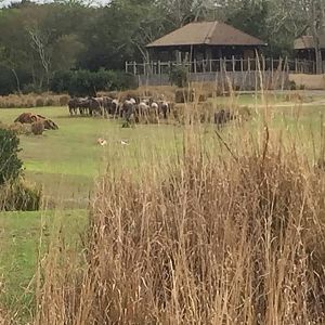 Wild Africa Trek- Savannah West