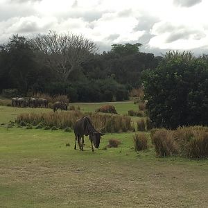 Wild Africa Trek- Savannah West
