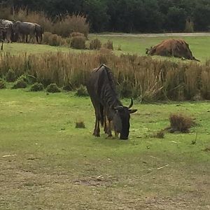 Wild Africa Trek- Savannah West