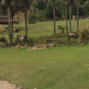 Wild Africa Trek- Savannah West