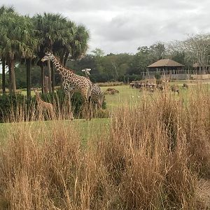 Wild Africa Trek- Savannah West