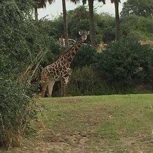 Wild Africa Trek- Savannah West