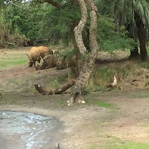 Wild Africa Trek- Savannah East