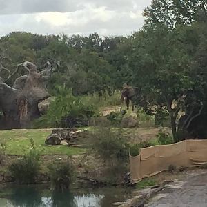 Wild Africa Trek- African Elephant
