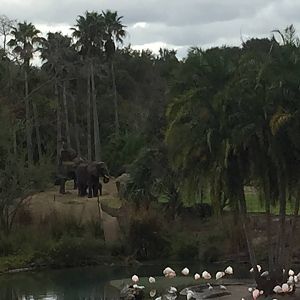 Wild Africa Trek- African Elephant/Greater Flamingo
